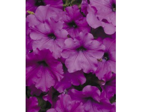Петуния Крупноцветковая Grandiflora Tango F1 Violet