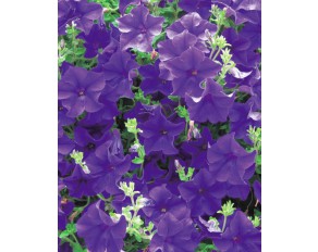 Петуния Крупноцветковая Grandiflora Tango F1 Blue
