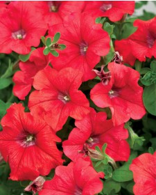 Петуния Многоцветковая Multiflora Mambo F1 Red