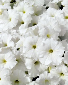 Петуния Многоцветковая Multiflora Mambo F1 White