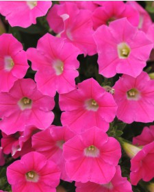 Петуния Многоцветковая Multiflora Mambo F1 Rose