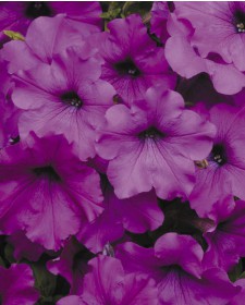 Петуния Многоцветковая Multiflora Mambo F1 Purple