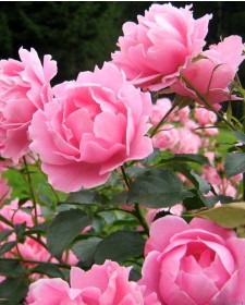 Пион Гибридный Rose