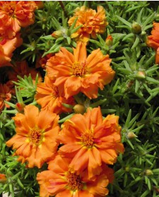 Портулак Крупноцветковый Grandiflora F1 Stopwatch Orange