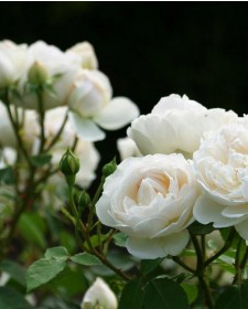 Роза Садовая Крупноцветковая