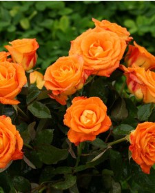 Роза Садовая Крупноцветковая