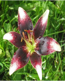 Лилия Garden Hybrida