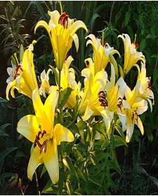 Лилия Garden Hybrida