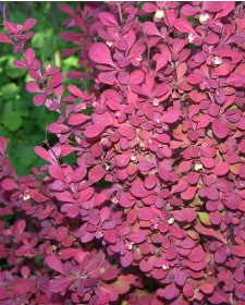 Барбарис Пурпурный (красный лист)