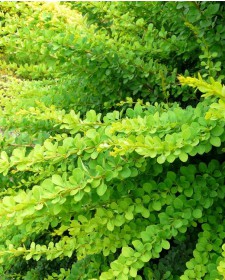 Барбарис (зеленый лист)