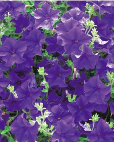 Петуния Крупноцветковая Grandiflora Tango F1 Blue
